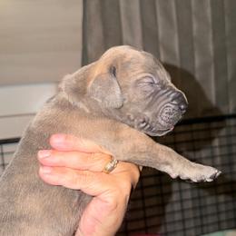 Zelda - Orange Collar (Blue Brindle) - Blue brindle female Great Dane puppy in Morton, Illinois from That Gurl K9s