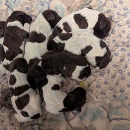 Boy 1 - Liver and white male German Shorthaired Pointer puppy in Appleton, Wisconsin from Kay Quaintance's German Shorthaired Pointers
