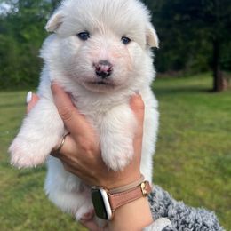 Patrick - White Pomsky puppy in Greenville, South Carolina from Greenville Pomskies