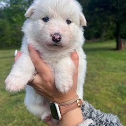 Patrick - White Pomsky puppy in Greenville, South Carolina from Greenville Pomskies