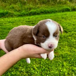 Marlboro - Red & white male Miniature Australian Shepherd puppy in Mount Carmel, Tennessee from Hill Top Mini Aussies