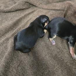 Sadie - Black & tan tri-color female Morkie puppy in Thompson, Iowa from Weiss's Puppies
