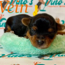 (Vein) The Estonian word for Wine - Parti male Yorkshire Terrier puppy in Pleasant View, Tennessee from Vino’s Pawfect Yorkies