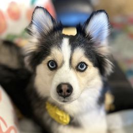 Chloe - Pomsky