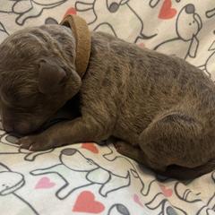 Brown Collar  boy ( Leroy Brown) - Brown male Chesapeake Bay Retriever puppy in Las Vegas, Nevada from Birdsview Chesapeake Kennel