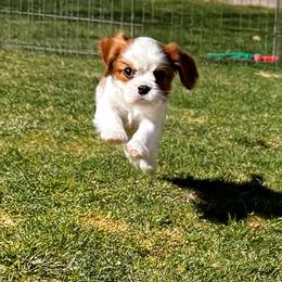 Benny - Blenheim male Cavalier King Charles Spaniel puppy in Tooele, Utah from Ikkes Cavaliers MRI cavaliers in Utah