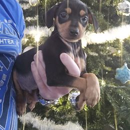 Black And Tan Boy 1 - Black and tan male Miniature Pinscher puppy in Blossvale, New York from CNY Miniature Pinschers