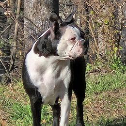Peaches - Boston Terrier