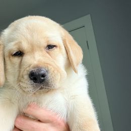 Boy 1 - Yellow male Labrador Retriever puppy in Florida from Kanaloa Labs