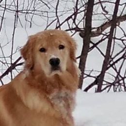 Golden Retriever All Grown Up from Gladys Berlin's Golden Retrievers