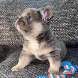 Muai - Tricolors male French Bulldog puppy in Lynchburg, Ohio from Pennington Family Frenchies