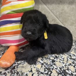 Yellow - Black male Giant Schnauzer puppy in Pearland, Texas from K & S Schnauzers