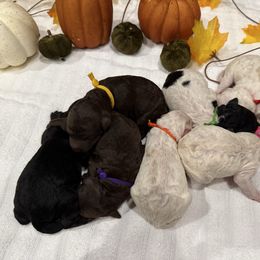 Poodle puppies from Double Down Doodles & Poodles