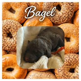Boy5 - Brindle male Poodle puppy in Troy, Alabama from Redmond Rose Kennel