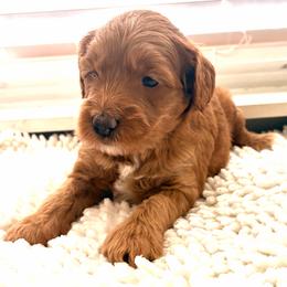 Mary Jane - Cream female Goldendoodle puppy in Point, Texas from Tiny Paws Goldendoodles