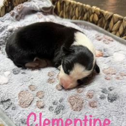 Clementine - Black and white female Border Collie puppy in Owenton, Kentucky from Three16 Ranch