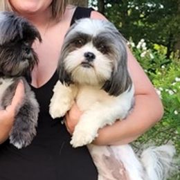Shih Tzus from Wallace Babies