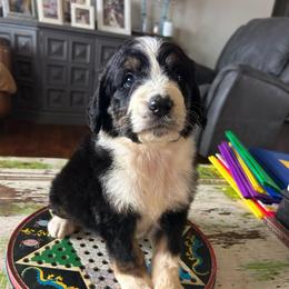 Titan - Tri-color male Bernedoodle puppy in Arabi, Georgia from Huckadoodle Farm