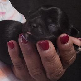 Mocha - Chocolate female Shih Tzu puppy in Greer, South Carolina from My Precious Paws – Shih Tzu