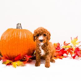 Ms Orange - Red  female Goldendoodle puppy in Kissimmee, Florida from Poodle Doodle Kennels
