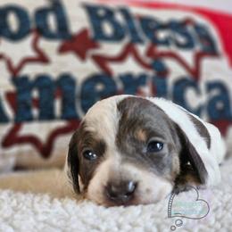 Kendall Blue pie girl smooth - Blue and tan female Dachshund puppy in Herald, California from Bluegum Dachshunds