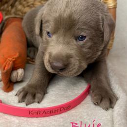 Bluie - Chocolate female Labrador Retriever puppy in Grants Pass, Oregon from KnR Antler Dogs