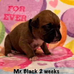Mr Black - Fawn male Boxer puppy in Palm Coast, Florida from Starlight Boxer Corner