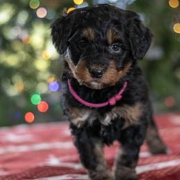 Sinai - friendly female - Phantom female Bernedoodle puppy in Eureka, Illinois from Joley Aire Family Dogs