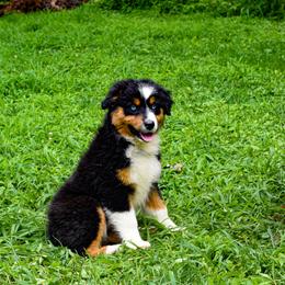 Mercedes - Black tri-color female Australian Shepherd puppy in Quincy, Illinois from McMullen’s Aussies