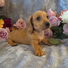 Spike - Dapple male Dachshund puppy in Florence, Arizona from Doxie Town Az