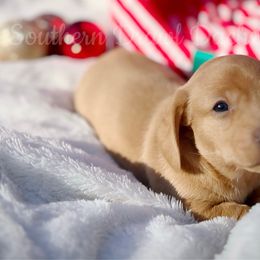 Ollie - Dachshund puppy from Southern Drawl Dachshunds