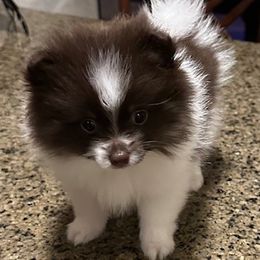 Panda Bear - Black parti female Pomeranian puppy in Plano, Texas from Madison Park Poms