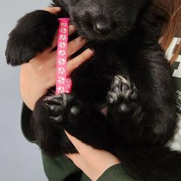 German Shepherd Puppies from Von WestLynn German Shepherds