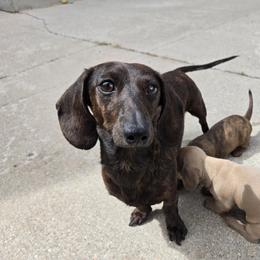 Penny - Dachshund