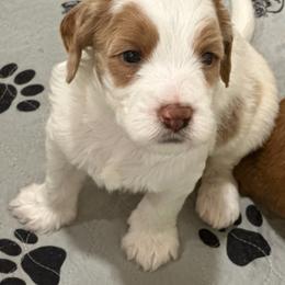 Boy 1 - Chalk male Australian Labradoodle puppy in Bend, Oregon from High Desert Labradoodles