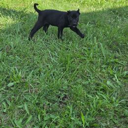 Girl 2 - Brindle female Mastiff puppy in Racine, Wisconsin from FrontlineK9 Boarding & Training LLC