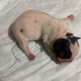 Girl 1 - Brindle and white female Boston Terrier puppy in Sunnyside, Washington from Boston Terriers