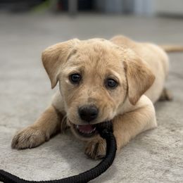 Labrador Retriever puppies from Wheatland Dog Center
