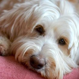 Australian Labradoodle All Grown Up from Cottonwood Labradoodles