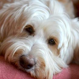 Australian Labradoodle All Grown Up from Cottonwood Labradoodles