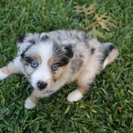 Miniature Australian Shepherd Puppies from Firefly River Mini Aussies