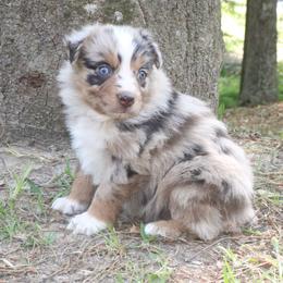 Cricket - Red merle male Australian Shepherd puppy in Macon, Georgia from Shaina’s Shepherds