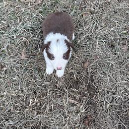 Maple - White and red female Border Collie puppy in Mckinney, Texas from Border Collies of Ruidoso