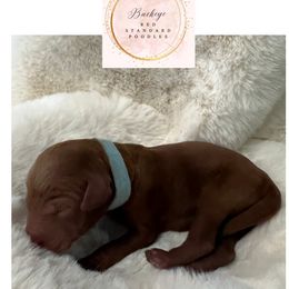 Light Blue - Male - Red  male Poodle puppy in Lima, Ohio from Buckeye Red Standard Poodles