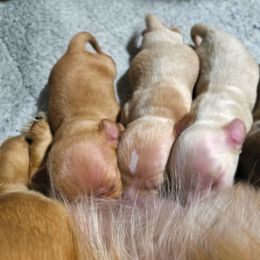Dachshund Puppies from Costal Cream Doxies
