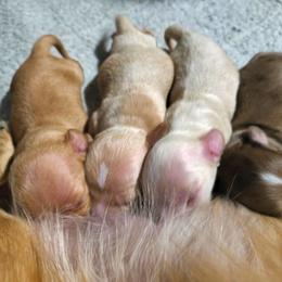 Dachshund Puppies from Costal Cream Doxies