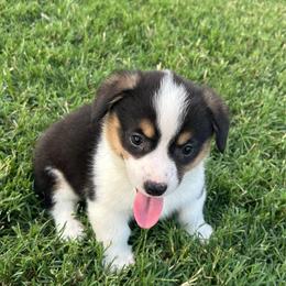 Girl 2 - Black and tan female Pembroke Welsh Corgi puppy in Honey Grove, Texas from JK Ranch Corgis