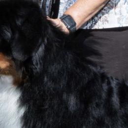 Bernese Mountain Dogs and Icelandic Sheepdogs from Hoosier Roos Bernese