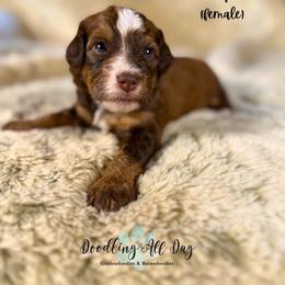 Honey - Sable female Bernedoodle puppy in Valdese, North Carolina from Doodling All Day Goldendoodles