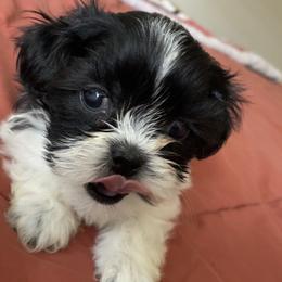 Red collar - Black and white male Shih Tzu puppy in Houston, Texas from Adams Pawsitive Pawfection